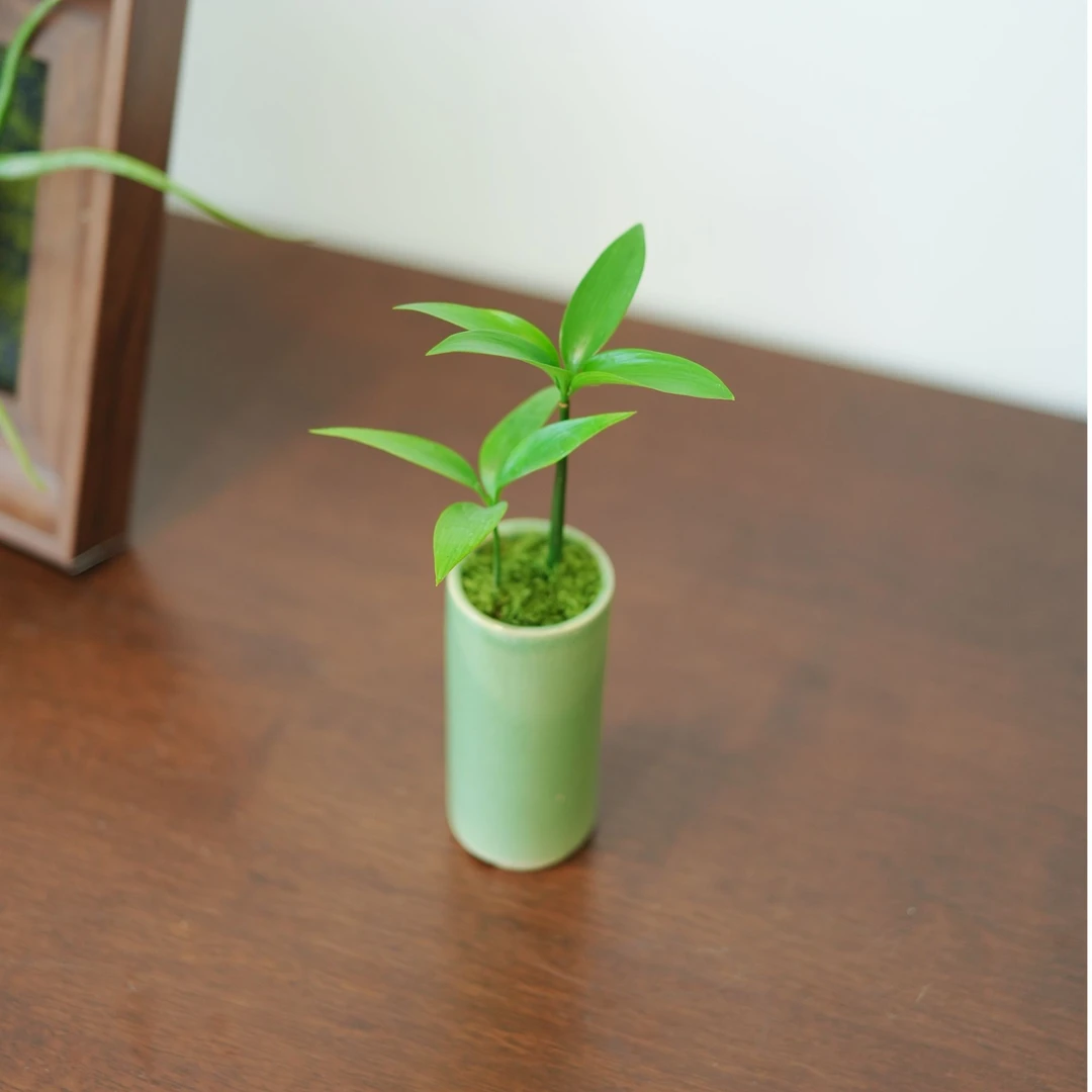 微型绿植竹柏 室内办公桌驱蚊净化空气迷你盆栽