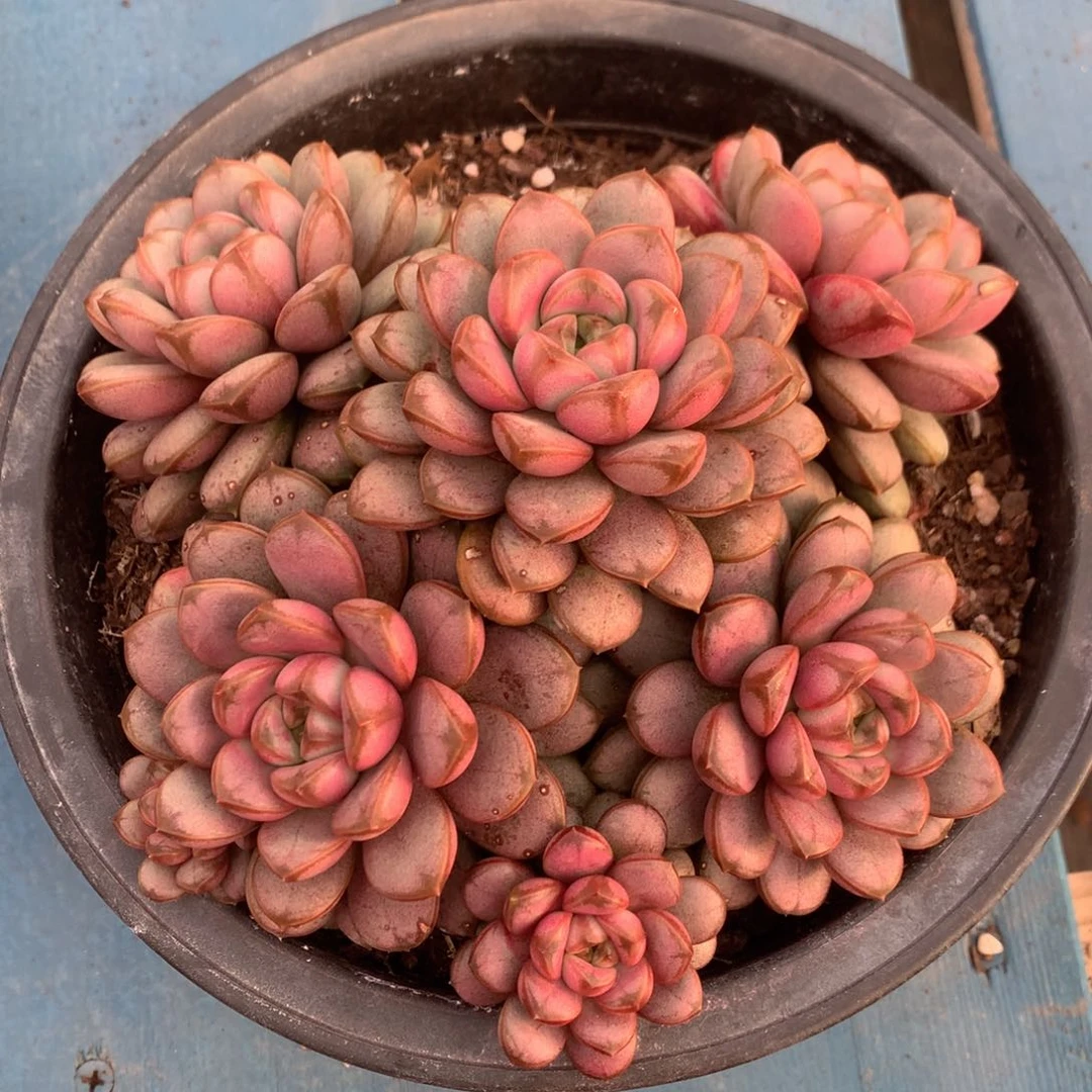 葡萄自然群开播福利