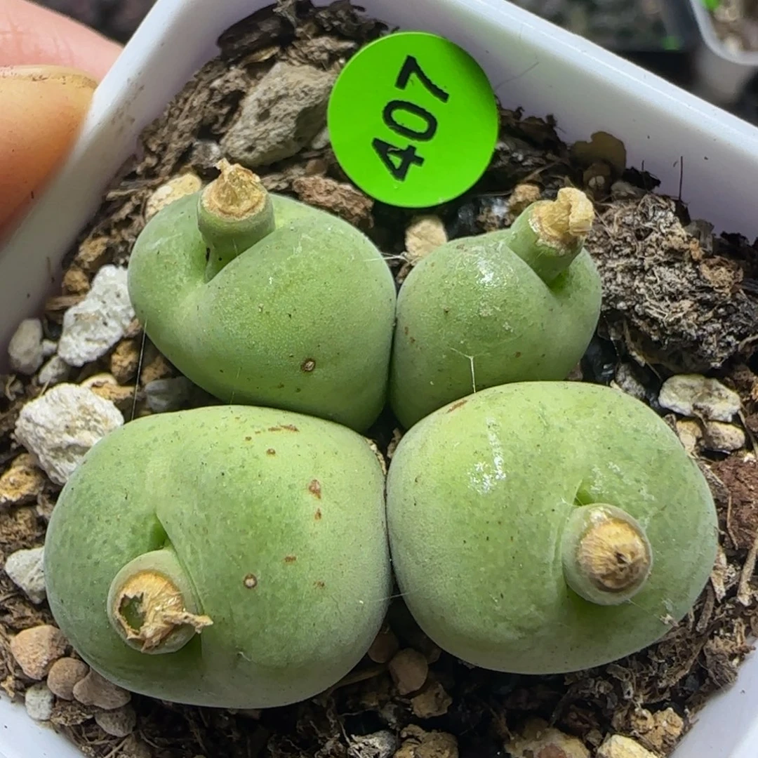 翠光玉群多肉植物407