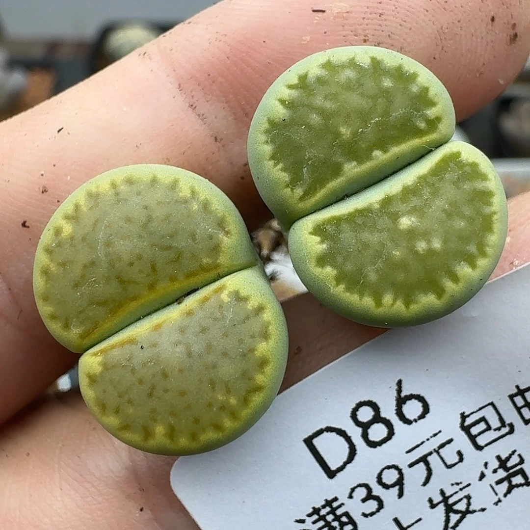 86多肉哈哈哈哈哈哈哈哈