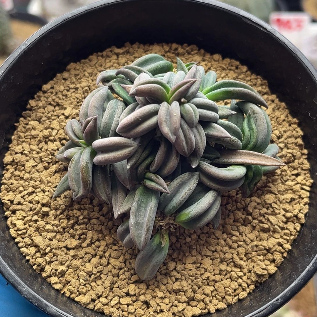 实生丸叶聚叶雀舌麒麟仙人球