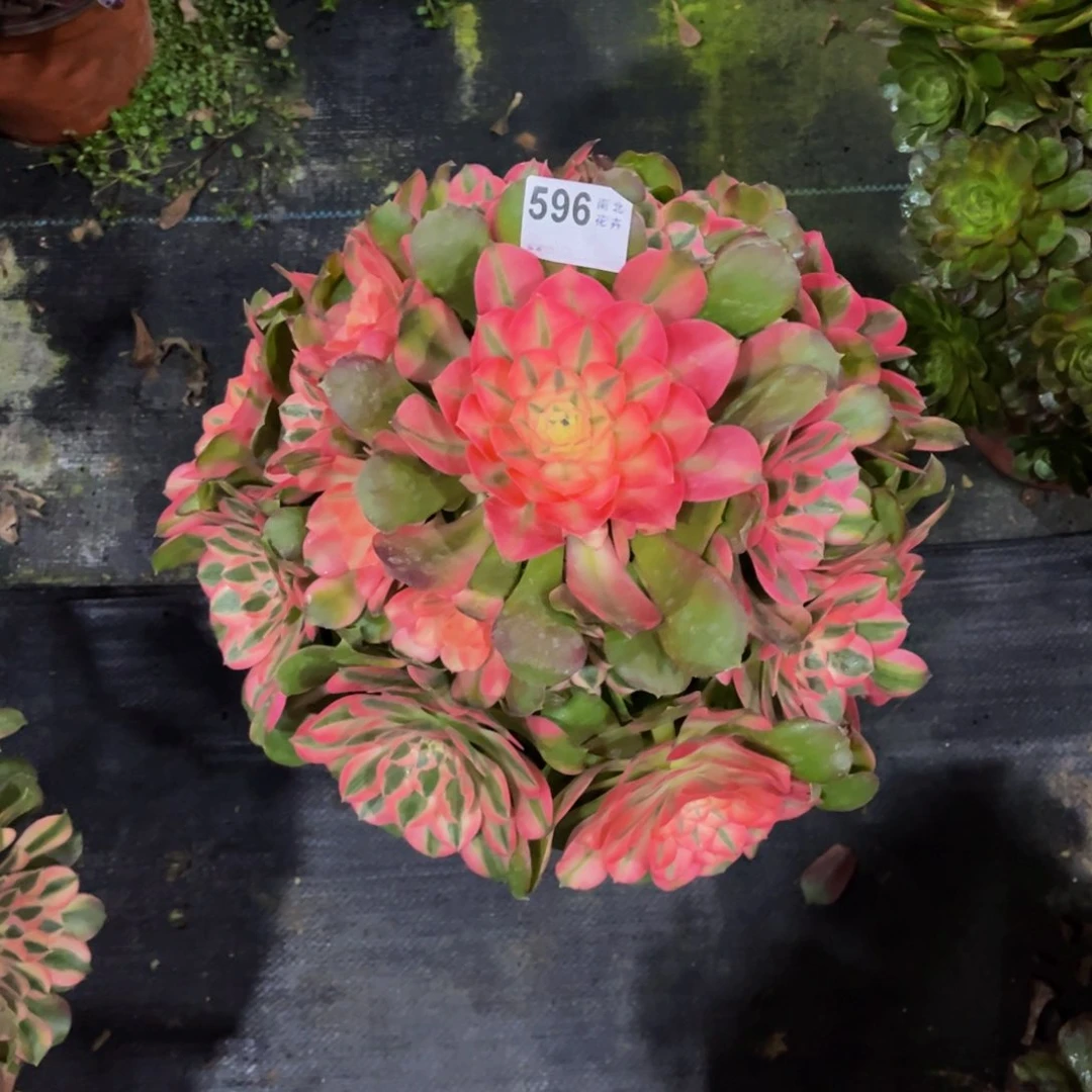 多肉香妃0000000596