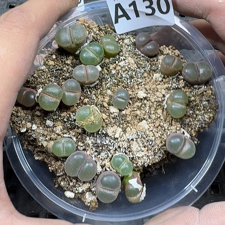 130 多热植物多肉植物