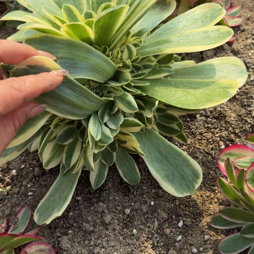 801荔枝。多肉植物