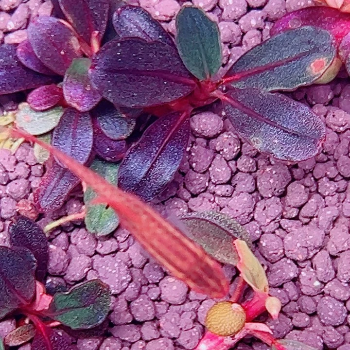 无花朵福利辣椒榕红脉NEO