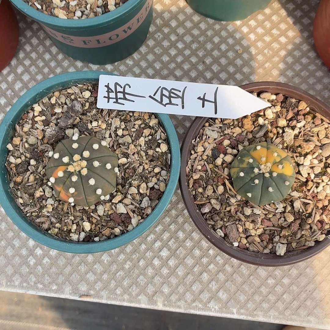 晨***子无花朵兜锦！！！！！！！