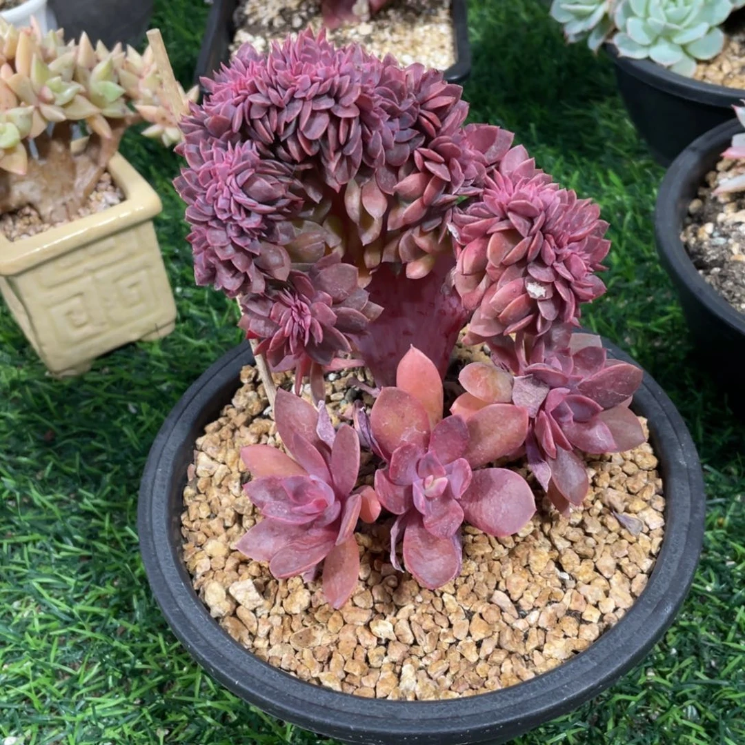 花筏缀冠幅12 公分一物一拍