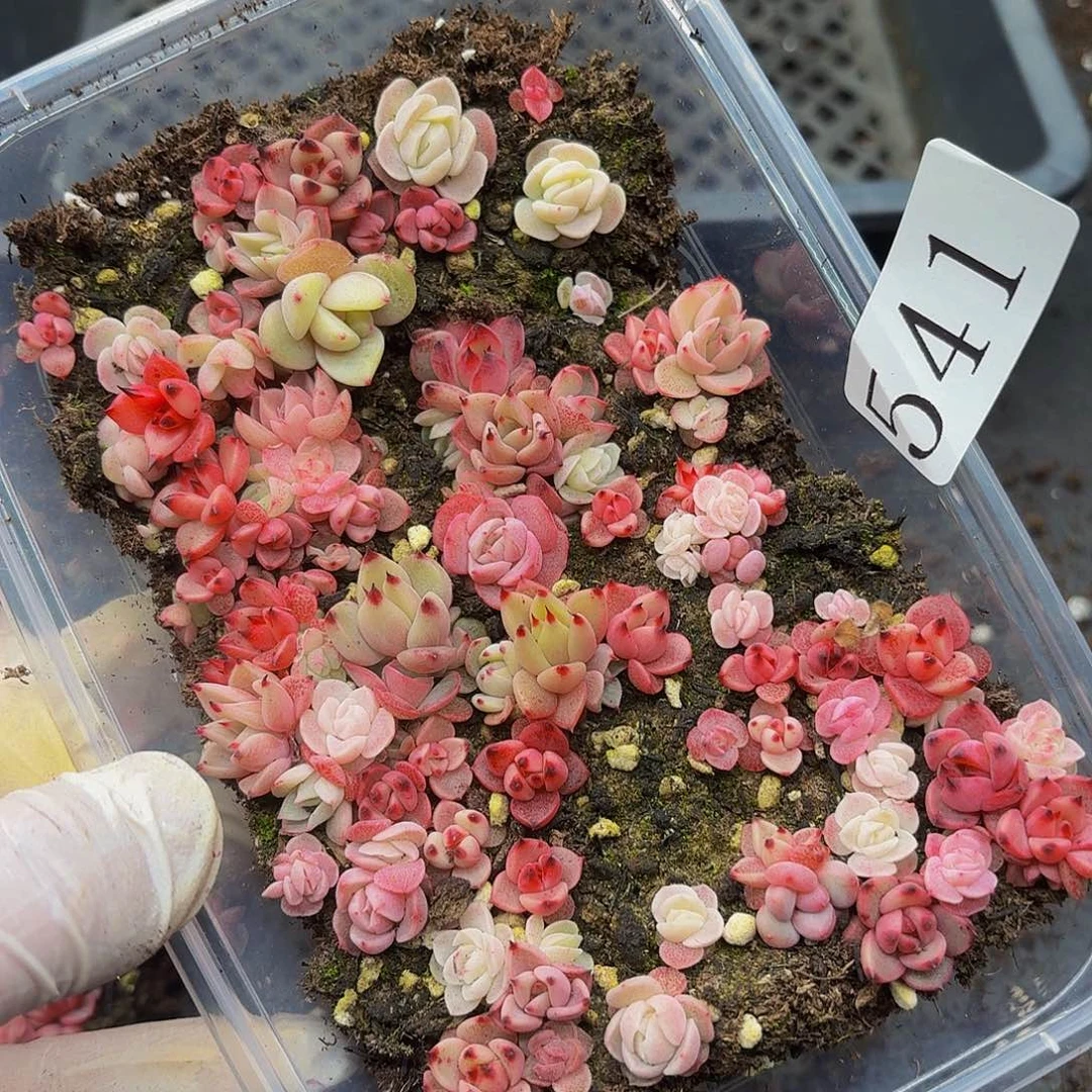 多肉植物多肉植物541