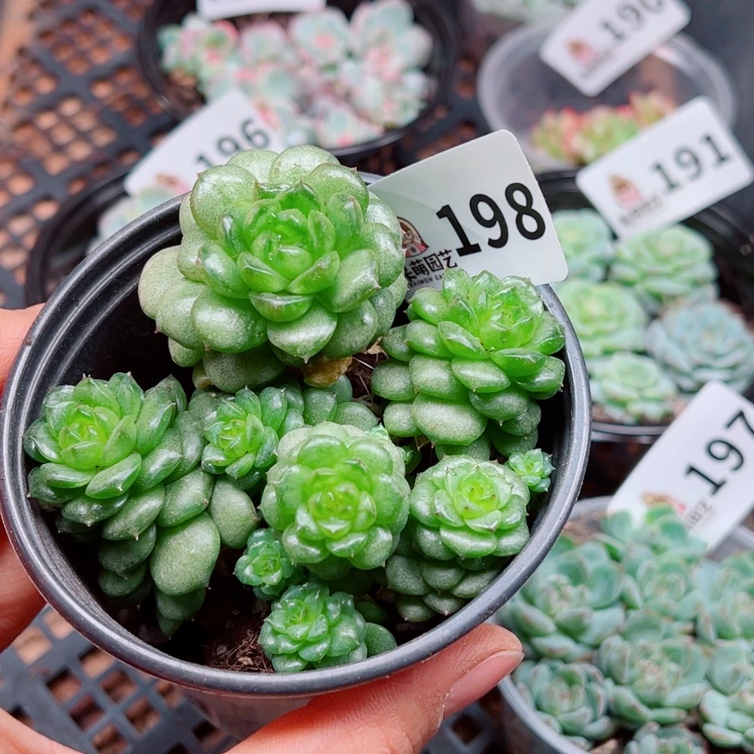 多肉植物多肉植物