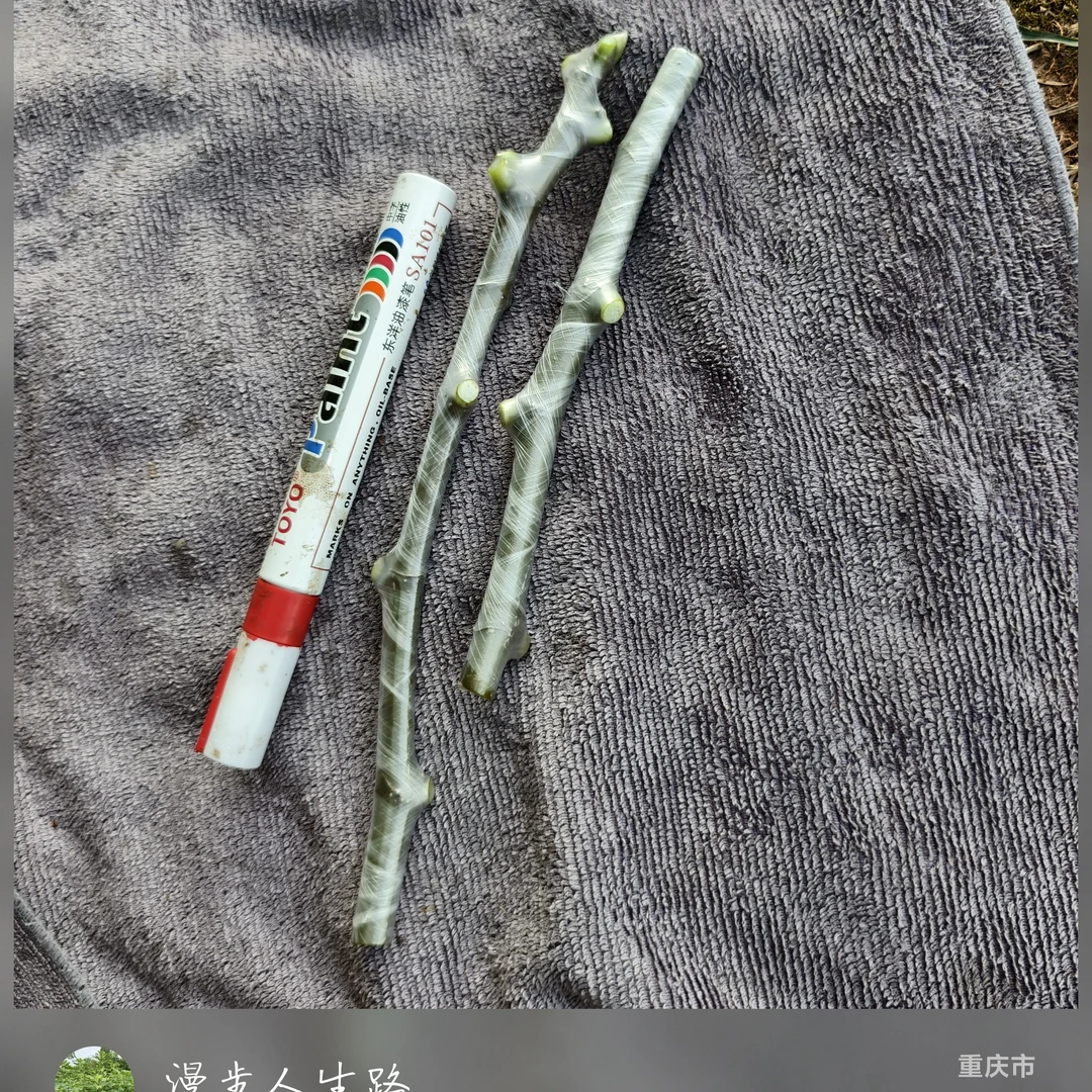 无花果，博尔达，木质枝3芽