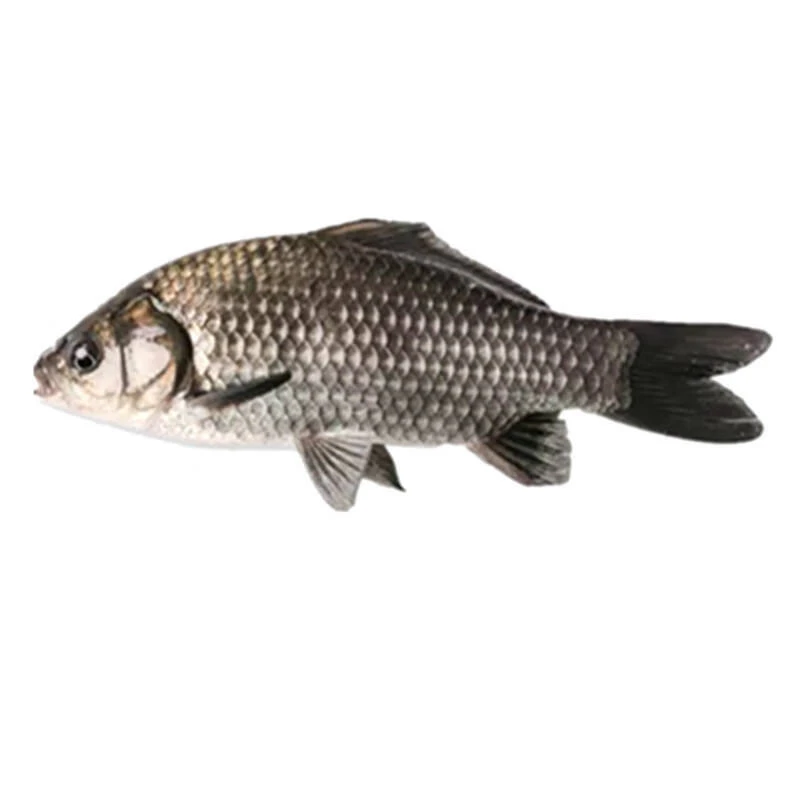 Y鲜鲫鱼500g（默认处理好）