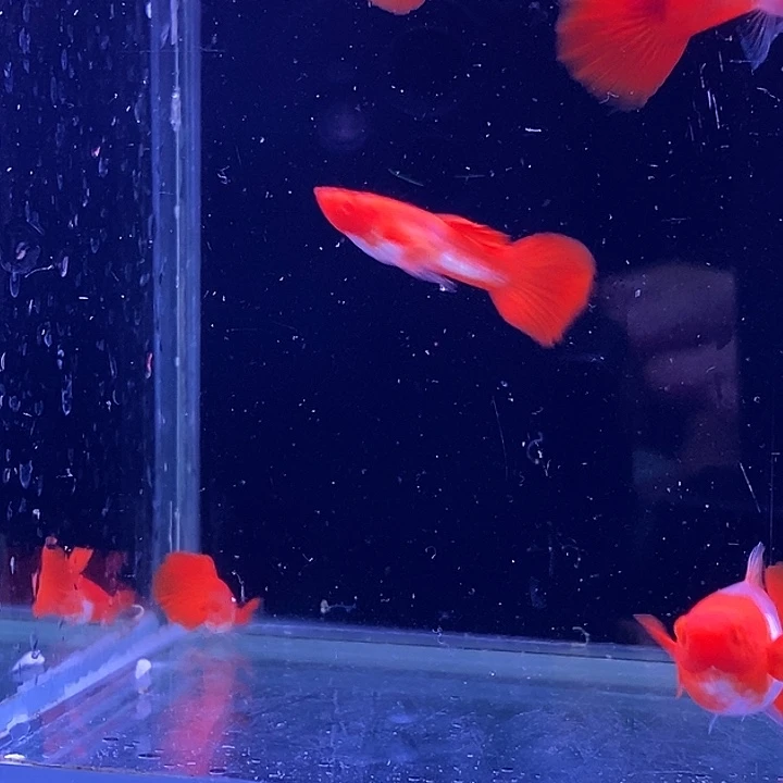 孔雀鱼红分水的5对