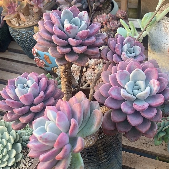 多肉植物肉肉植物