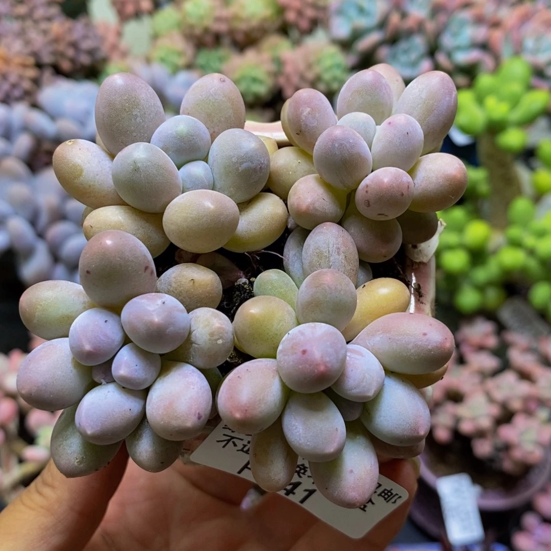 241粉红泡泡6cm多肉