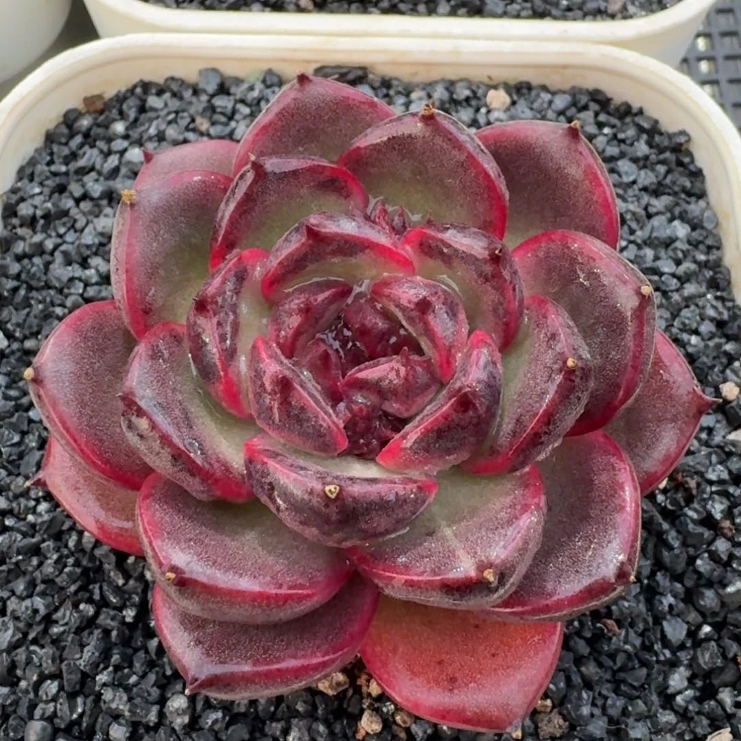 从前慢花园多肉编号紫薇