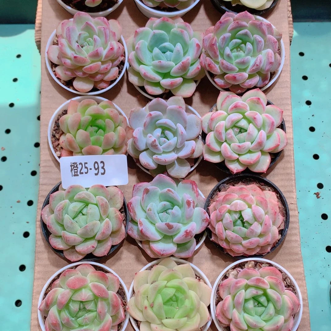 25-93一物一拍带盆18颗