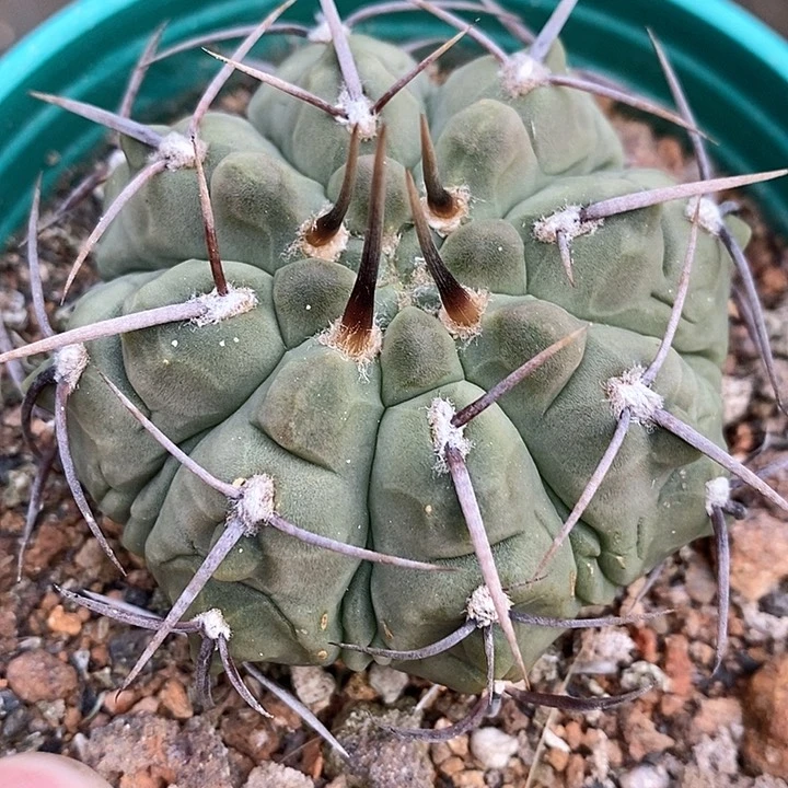 孤品实生鬼面纹路双复棱一本刺变异