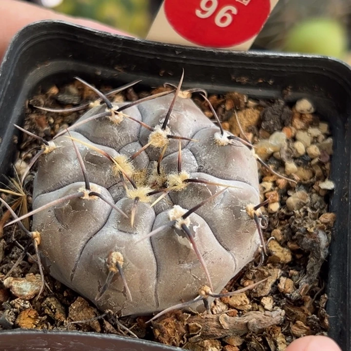 实生上蜡黑刺铅笔4.2cm