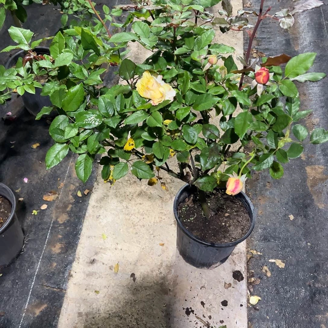 晴***贝无花朵一物一拍81号