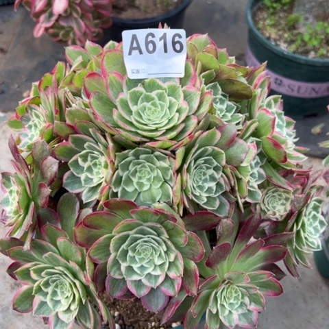 616莲花25厘米左右