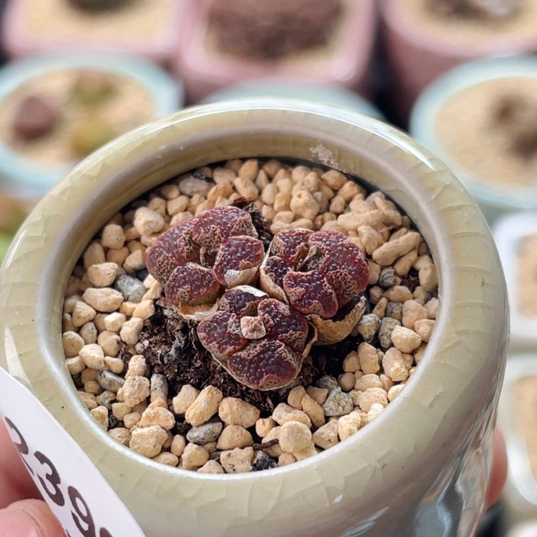 无花朵2390-一物一拍 带盆