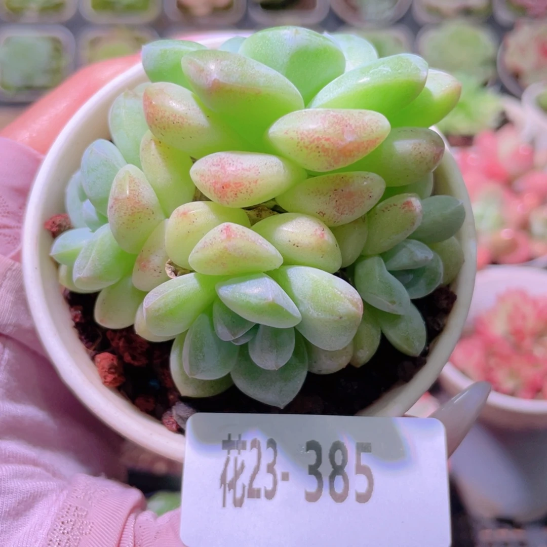 花利美23-385冰玉