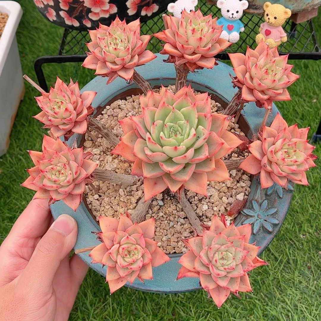 韩版贝拉多娜多肉