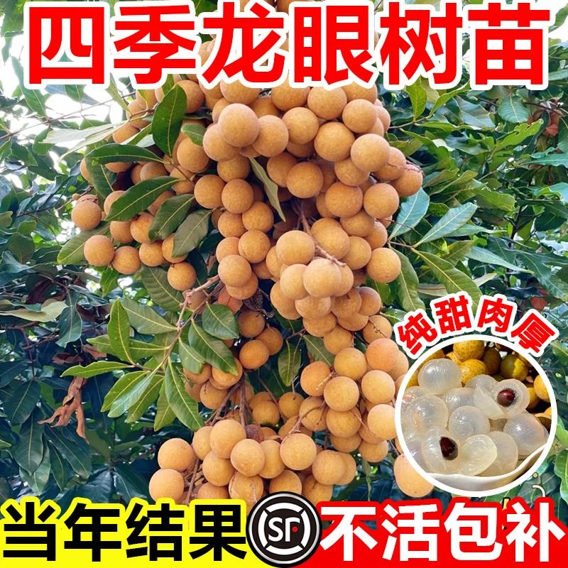 龙眼树苖嫁接盆栽水果树苗储良桂圆石硖南方四季种植地栽当年结果