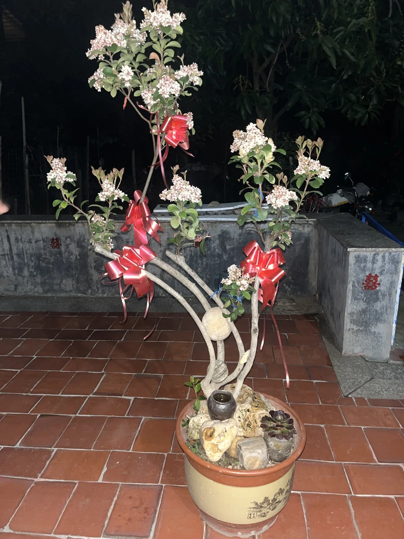 海岛春花/ 一物一拍（图片仅供参考，没有百分百的准确率尺寸）