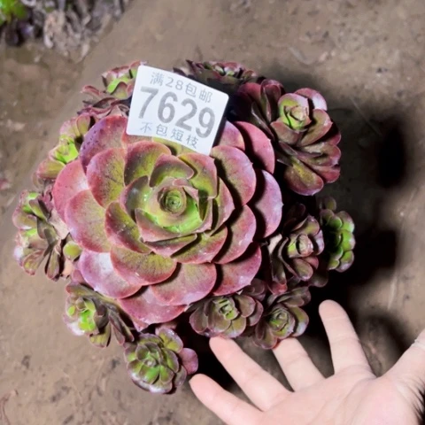 玫瑰多肉植物法师7629