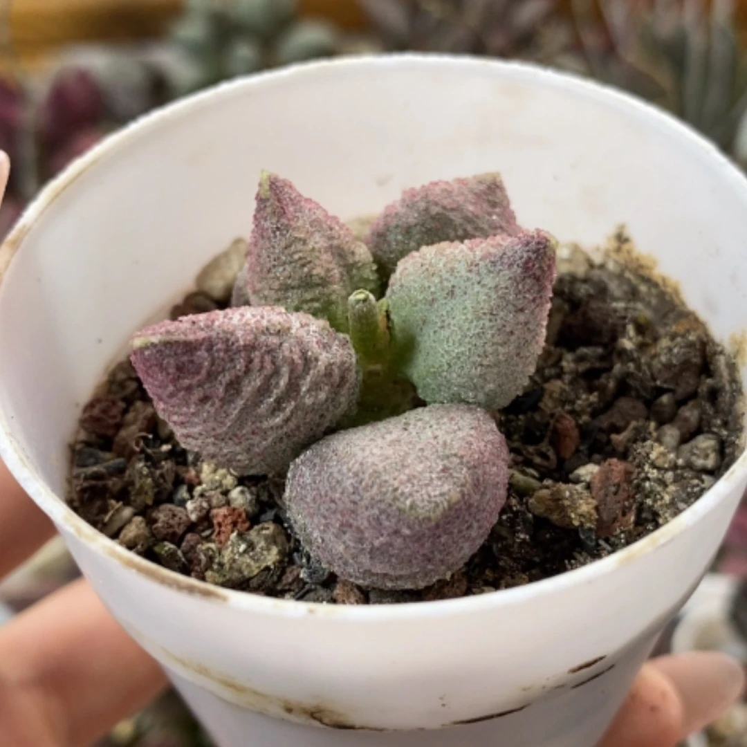 【闪购商品】无花朵实生