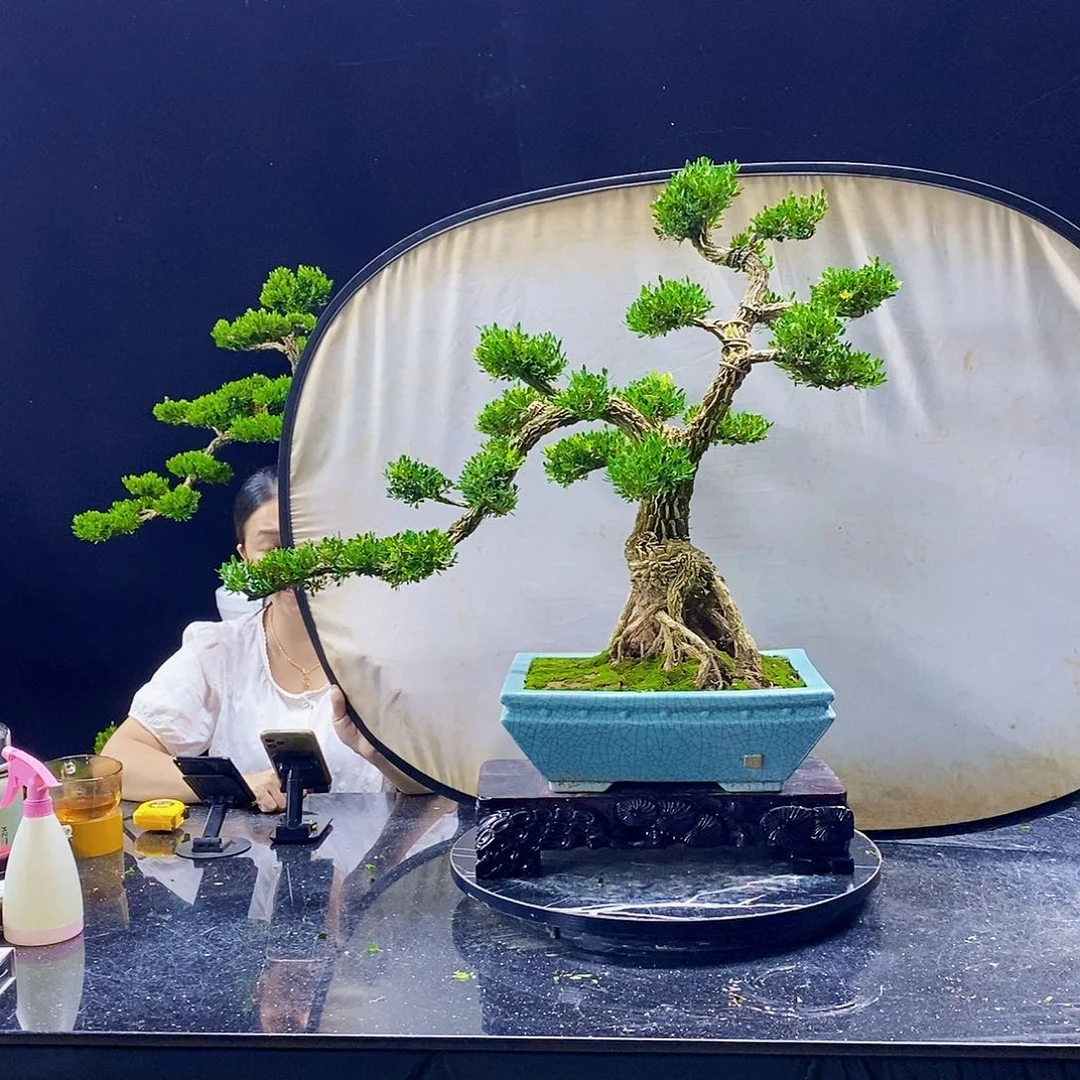 无花朵黄杨盆景造型