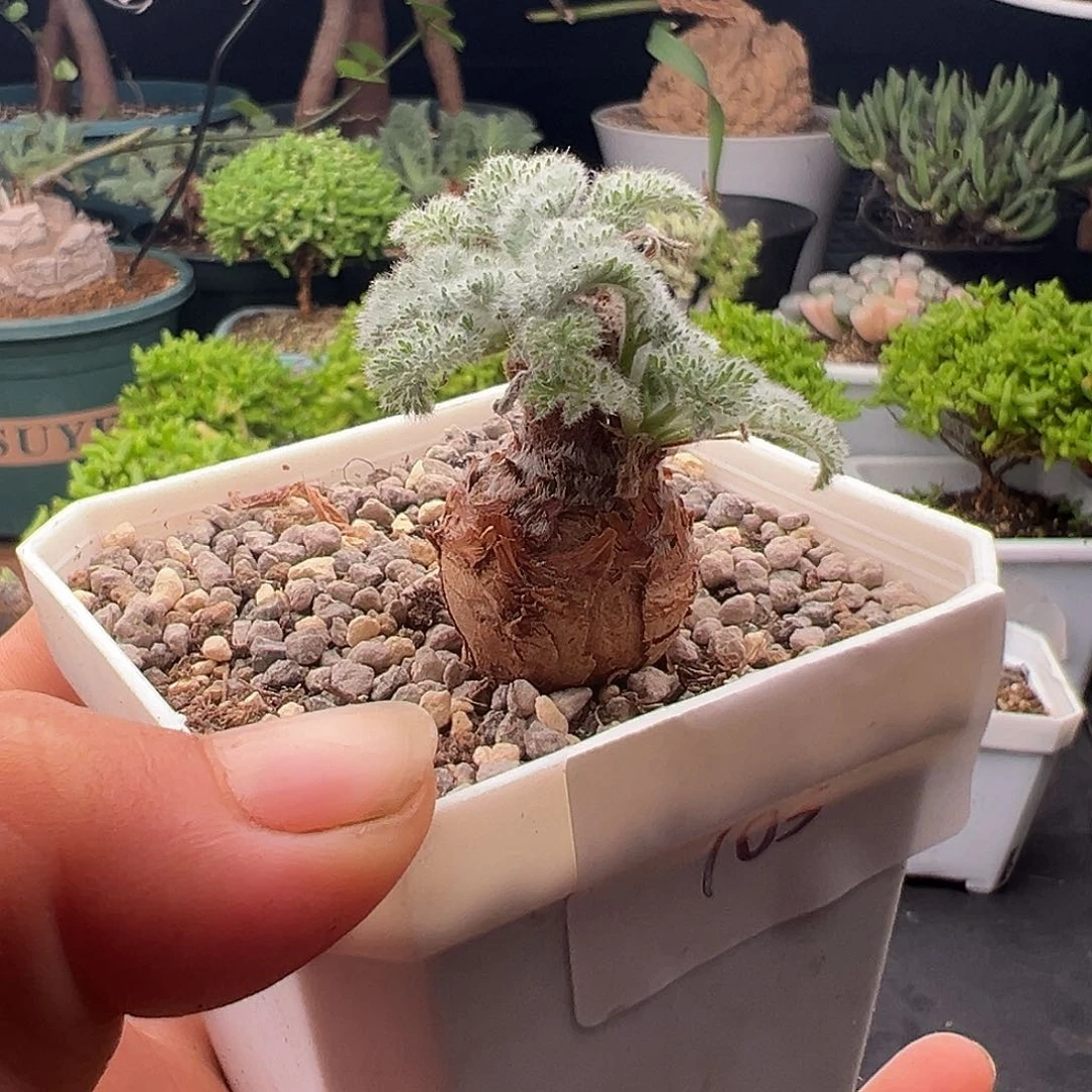 103号羽叶洋奎10.16多肉