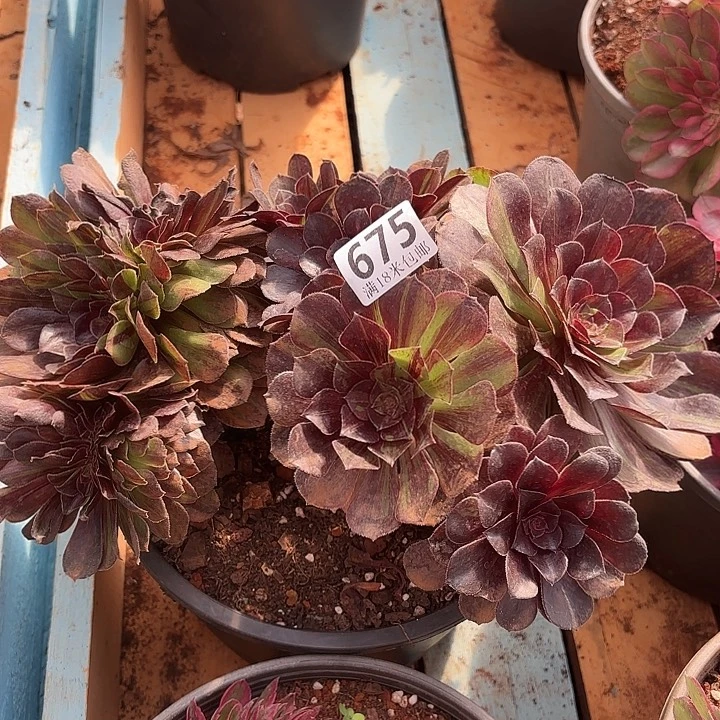 675花月夜缀化掌心多肉法师锦不包侧枝断枝