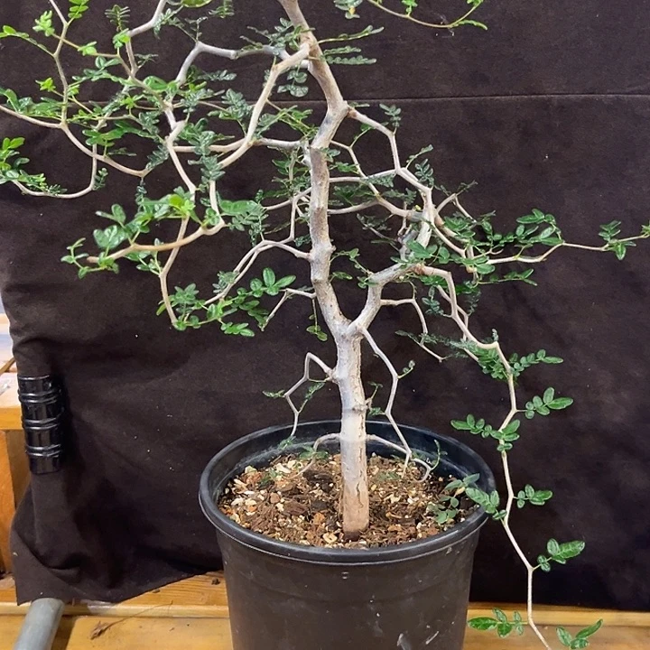 汤圆植物滔天橄榄