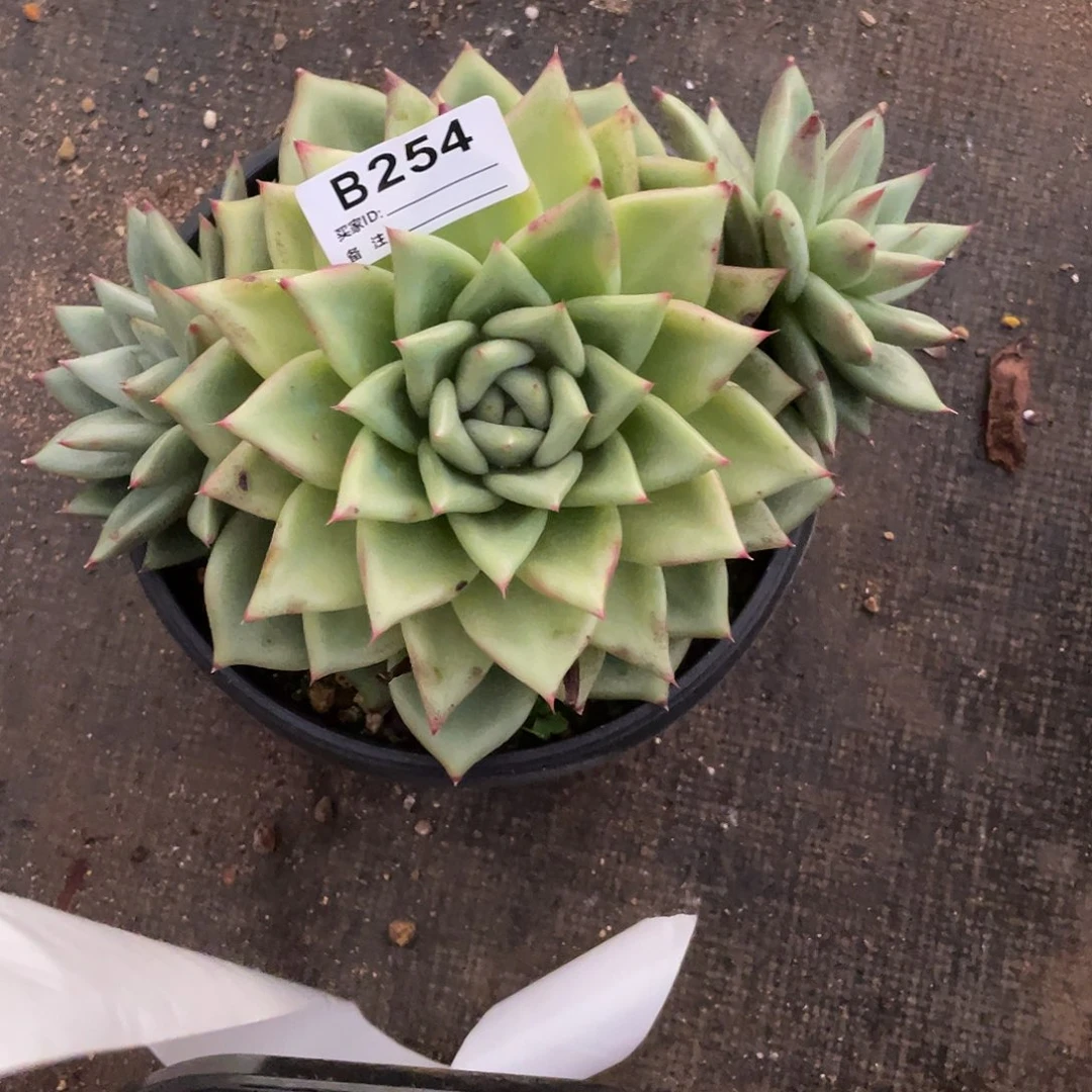 若如东云单拍B254