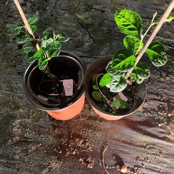 完全开放心嫁接39.9