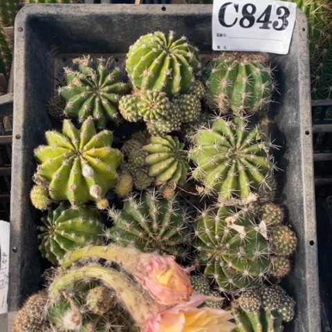 采草毛花柱c 843