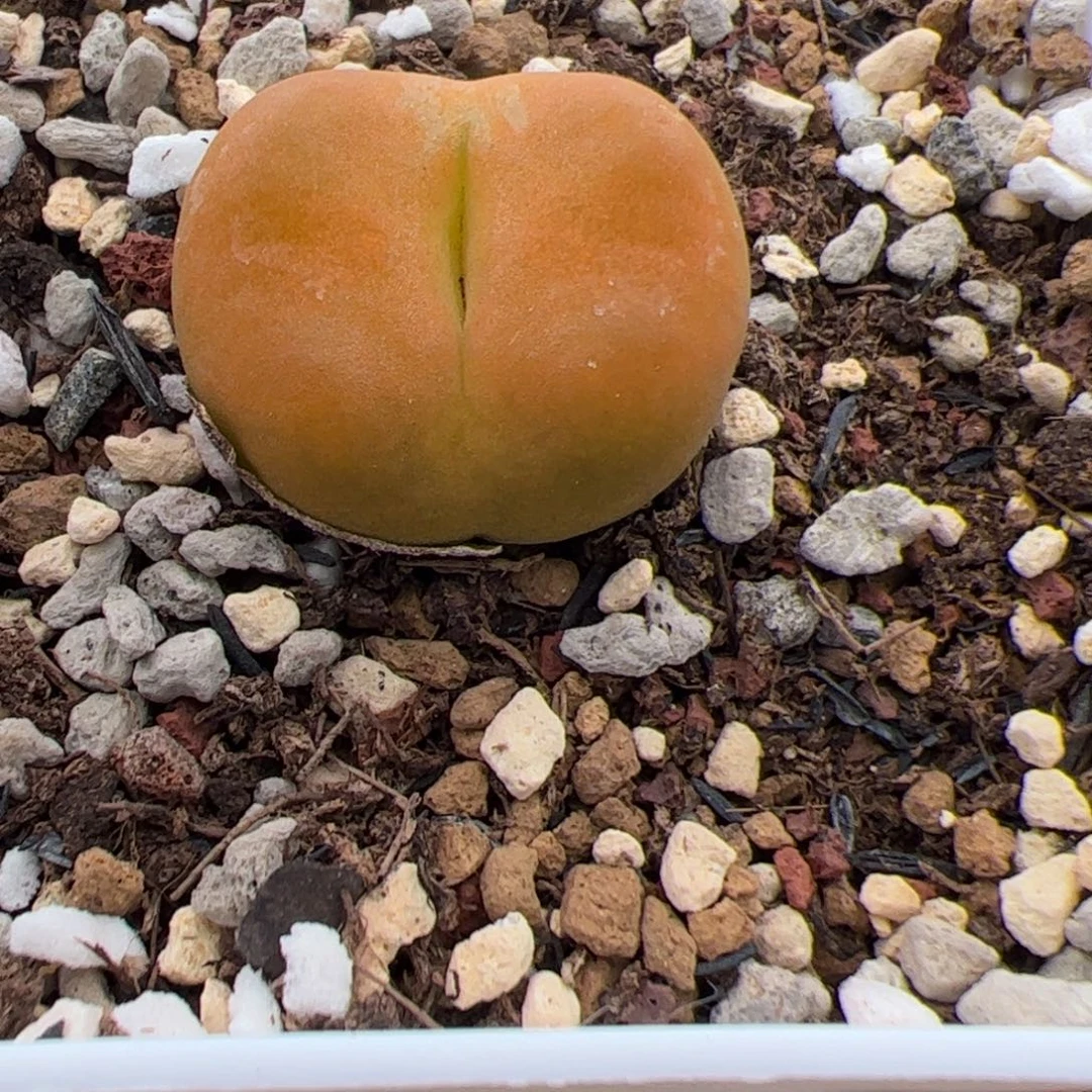 福利蟠桃一个 多肉植物