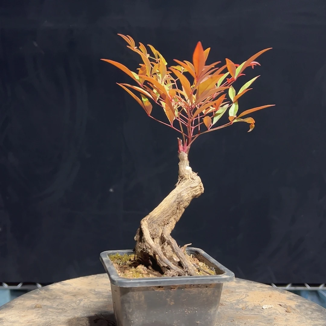 不开花植物0000024