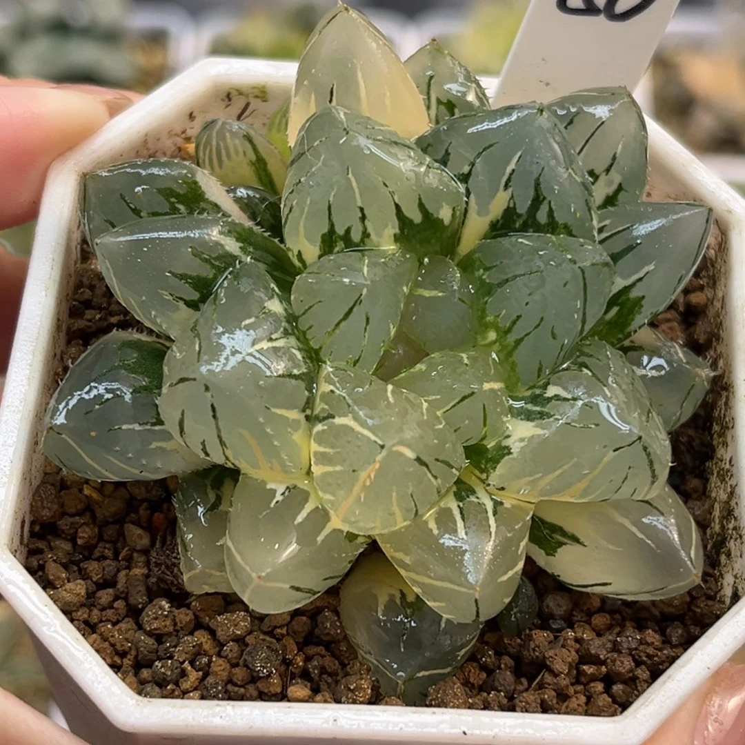 50大窗OH玉露锦带仔福利专场