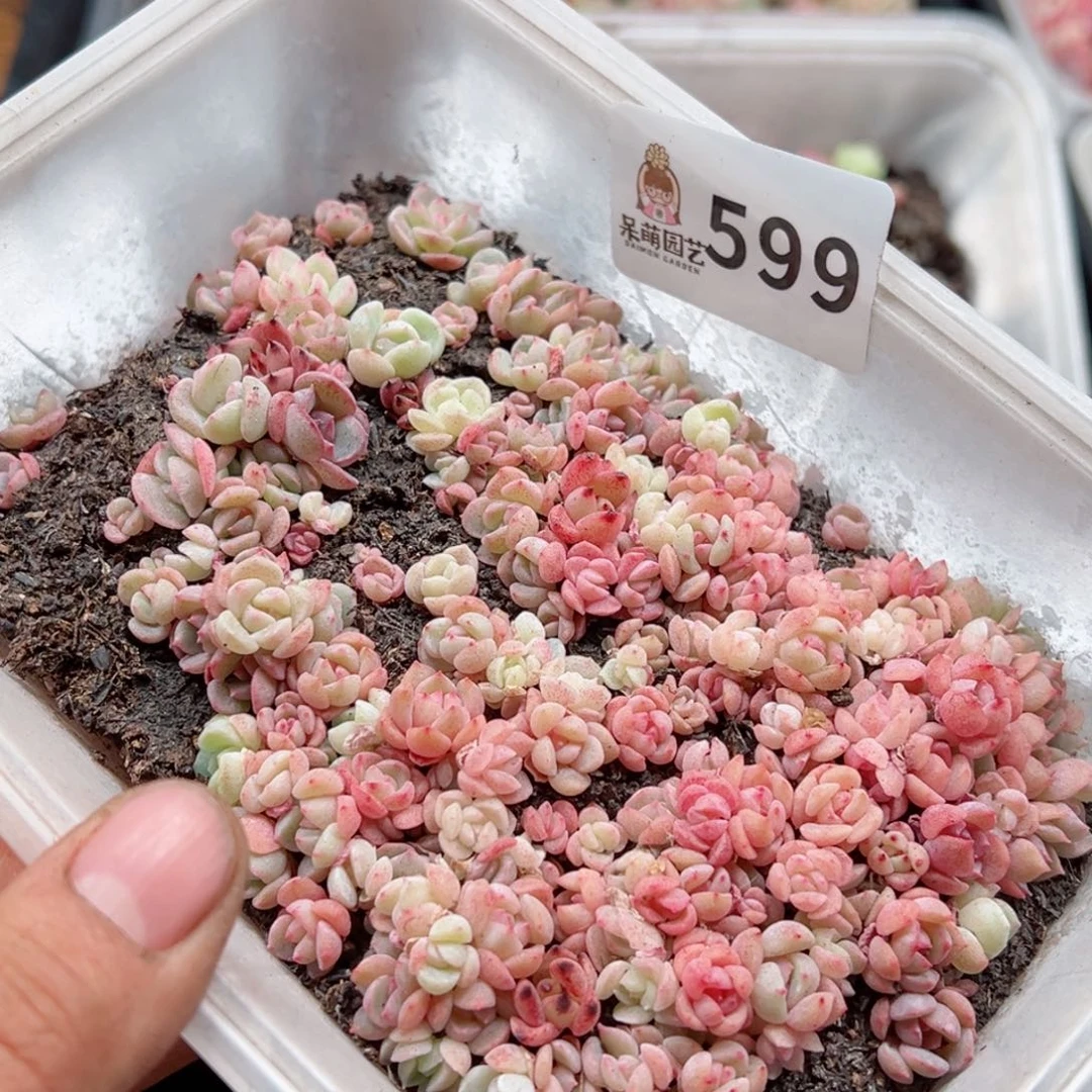 多肉植物多肉植物