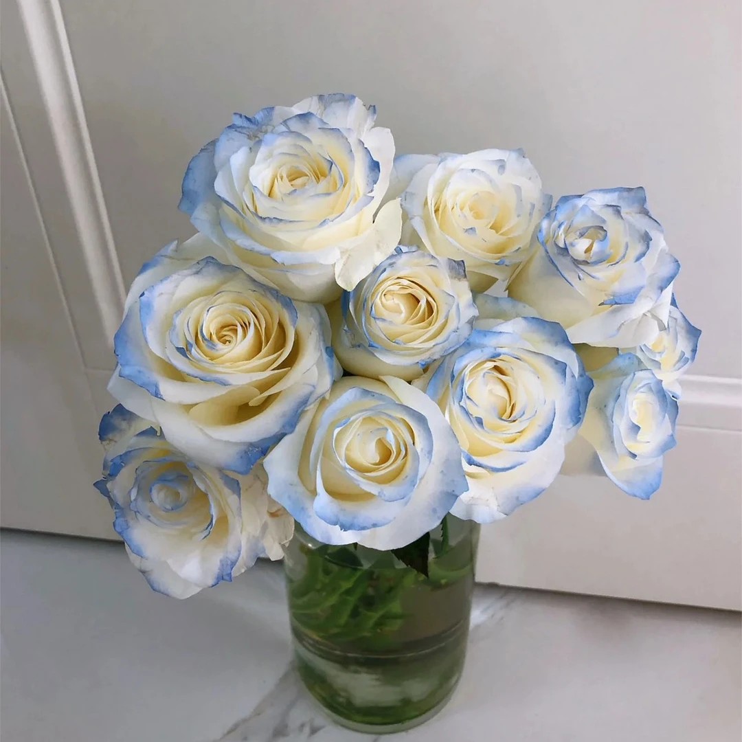 碎冰蓝玫瑰云南基地直发适合家养水养