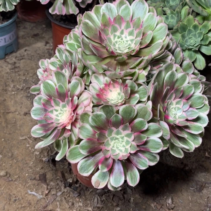 多肉植物法师孔雀翎18