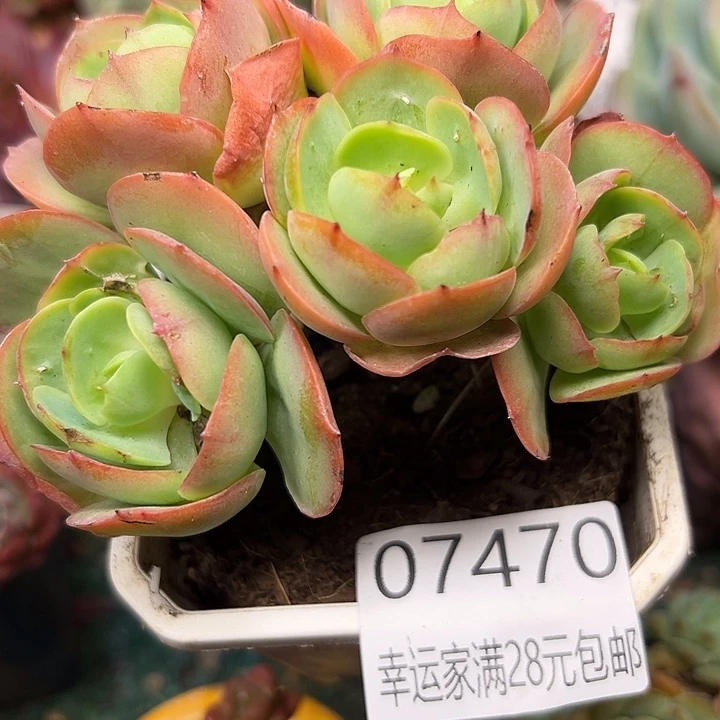 幸运的是你能给我们