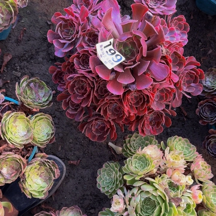 凤冠花30-6包邮花花