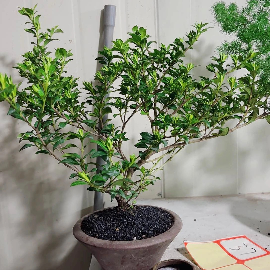 全部花朵路***零一物一拍 所见即所得17