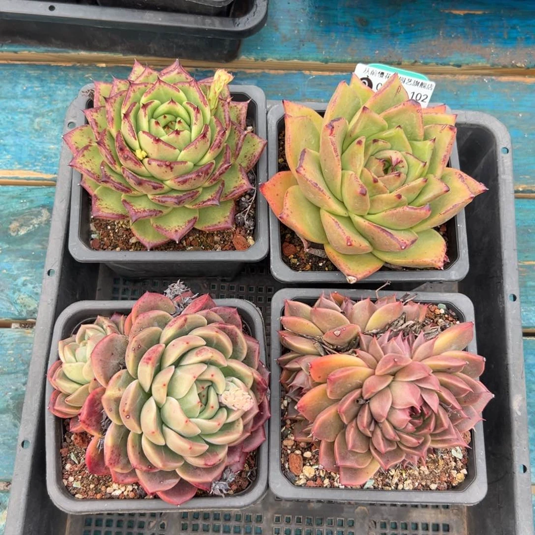 多肉一物一拍编号0119-102