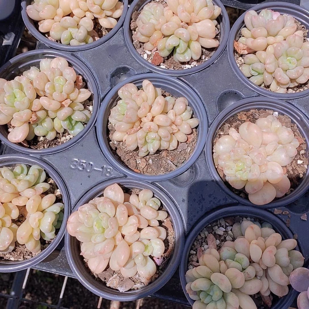 0603- 比尔盖茨双头福利一颗 量拍