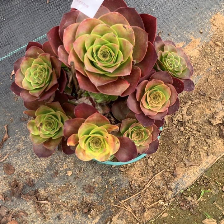 543玫瑰多肉植物特价
